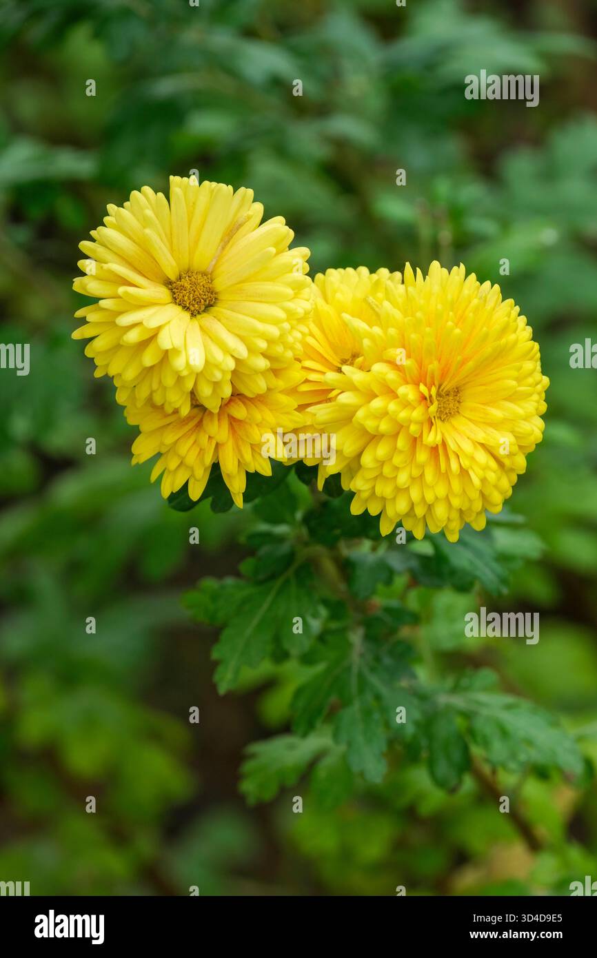 Chrysantheme Spartan Kanarienvogel, doppelte gelbe Blüten im Herbst. Stockfoto