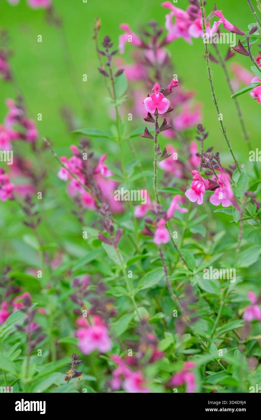 Puderzucker Salvia greggii, Puderzucker im Herbst, Puderzucker im Salbei, zweifarbige rosa und blasslilafarbene Blüten Stockfoto