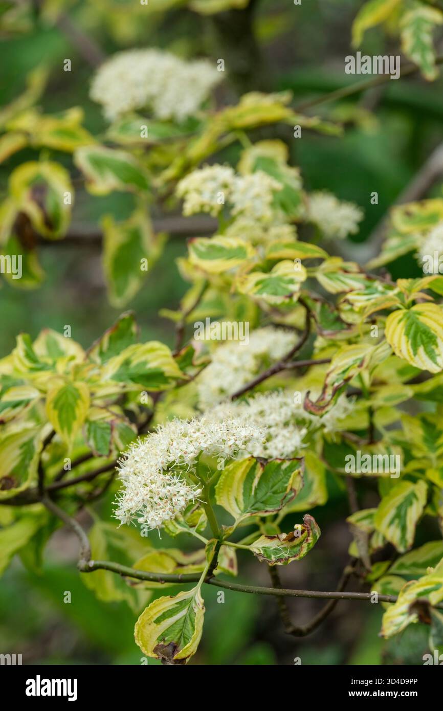 Cornus alternifolia Goldene Schatten, Pagode Hartholz Goldene Schatten, vielseitig, Blätter mit gelbgrünen Blättern Stockfoto