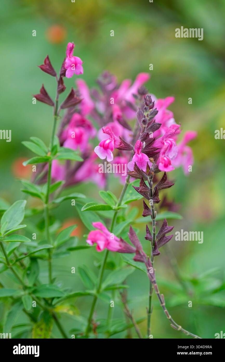 Puderzucker Salvia greggii, Puderzucker im Herbst, Puderzucker im Salbei, zweifarbige rosa und blasslilafarbene Blüten Stockfoto