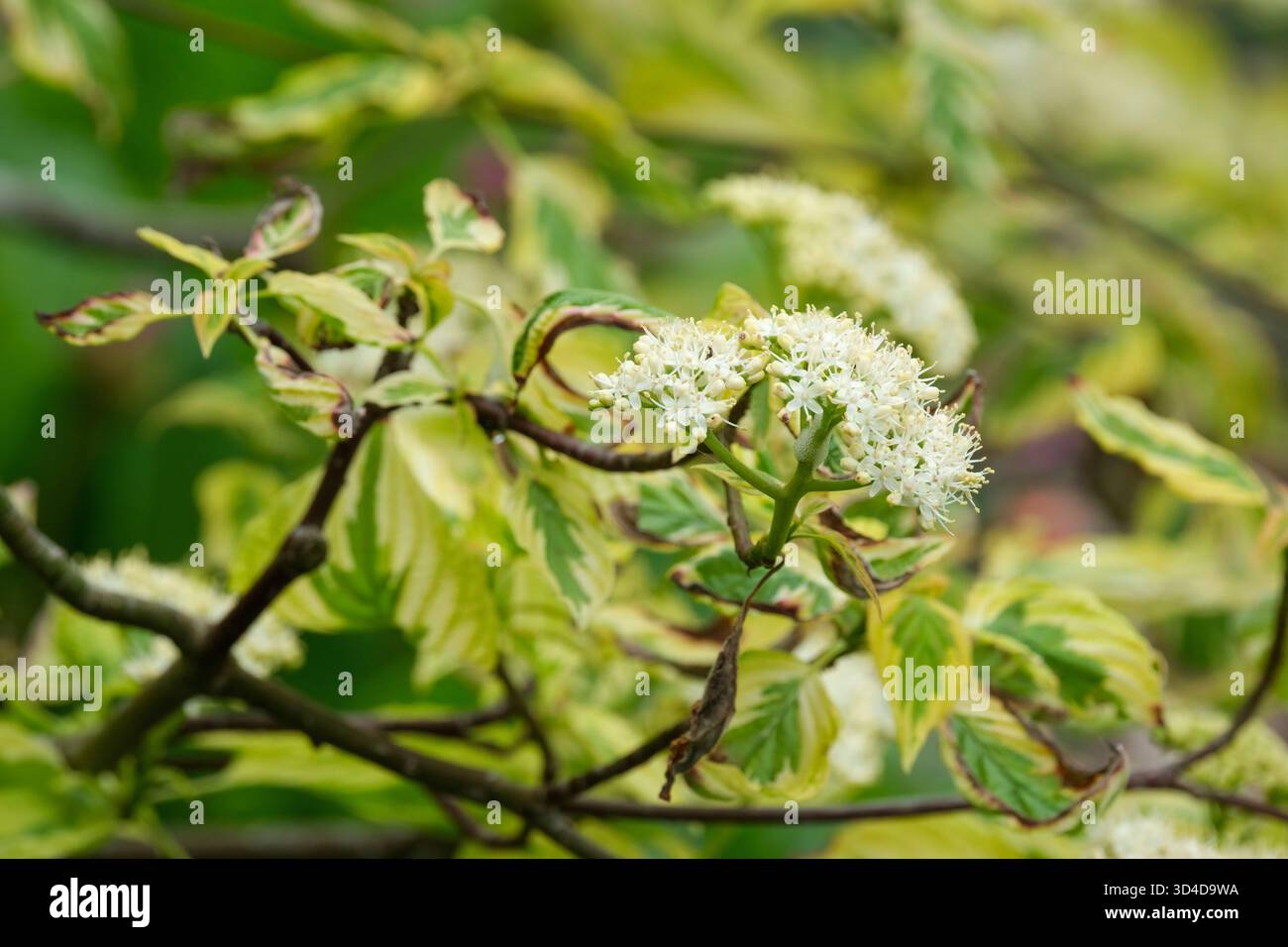 Cornus alternifolia Goldene Schatten, Pagode Hartholz Goldene Schatten, vielseitig, Blätter mit gelbgrünen Blättern Stockfoto