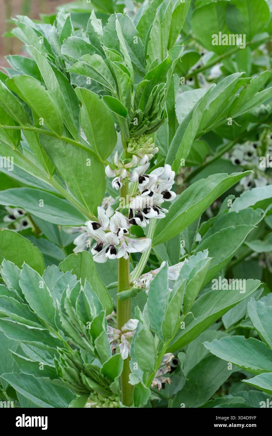 Vicia Faba Bunyard's Exhibition, Broad Bean Bunyard's Exhibition, Blumen im Frühling Stockfoto