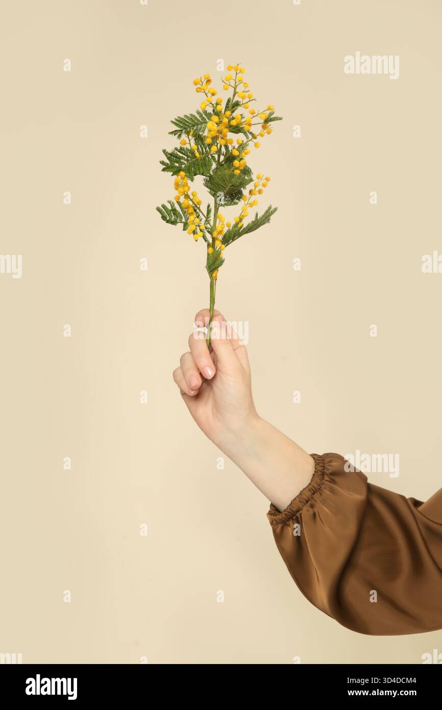 Nahaufnahme der weiblichen Hand, die Frühlings-Mimosa-Blumenzweig auf beigem Hintergrund hält Stockfoto