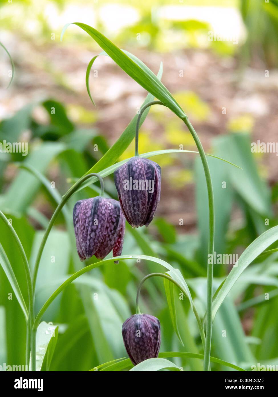 Lila Fritillaria meleagris Blüten mit einzigartigem kariertem Muster auf Blütenblättern. Anmutige Frühlingswildblume, auch bekannt als Schachblume oder Meerschweinenfluss Stockfoto