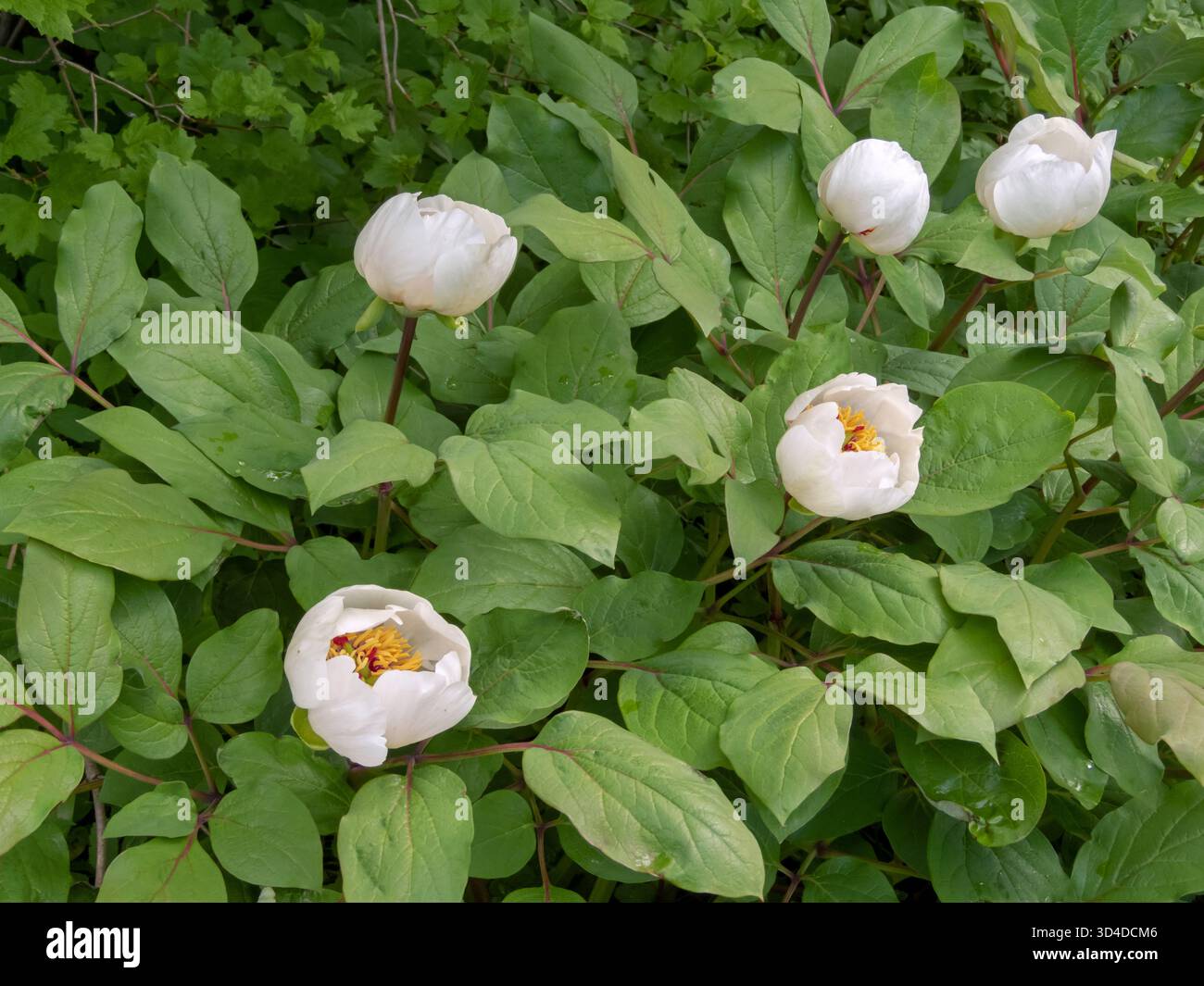 Paeonia daurica subsp. Wittmanniana, bekannt als Wittmanns Pfingstrose, mit eleganten weißen Blüten. Seltene Zierpfingstrosenarten aus dem Kaukasus. Stockfoto