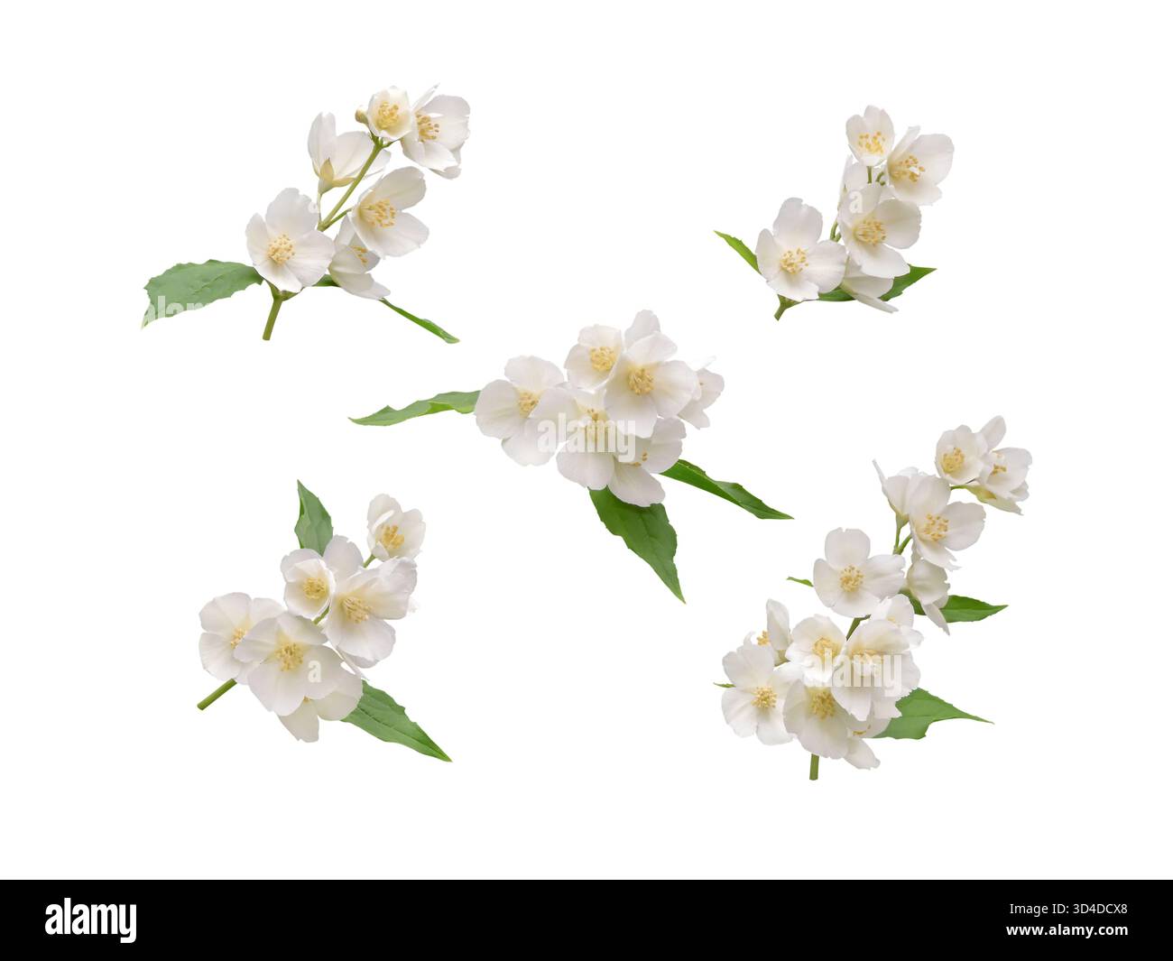 Set aus nachgeahmten Orangen- oder Philadelphus-Zweigen mit weißen Blüten und grünen Blättern isoliert auf weiß. Frische botanische Elemente für Blumendesign, Frühling Stockfoto