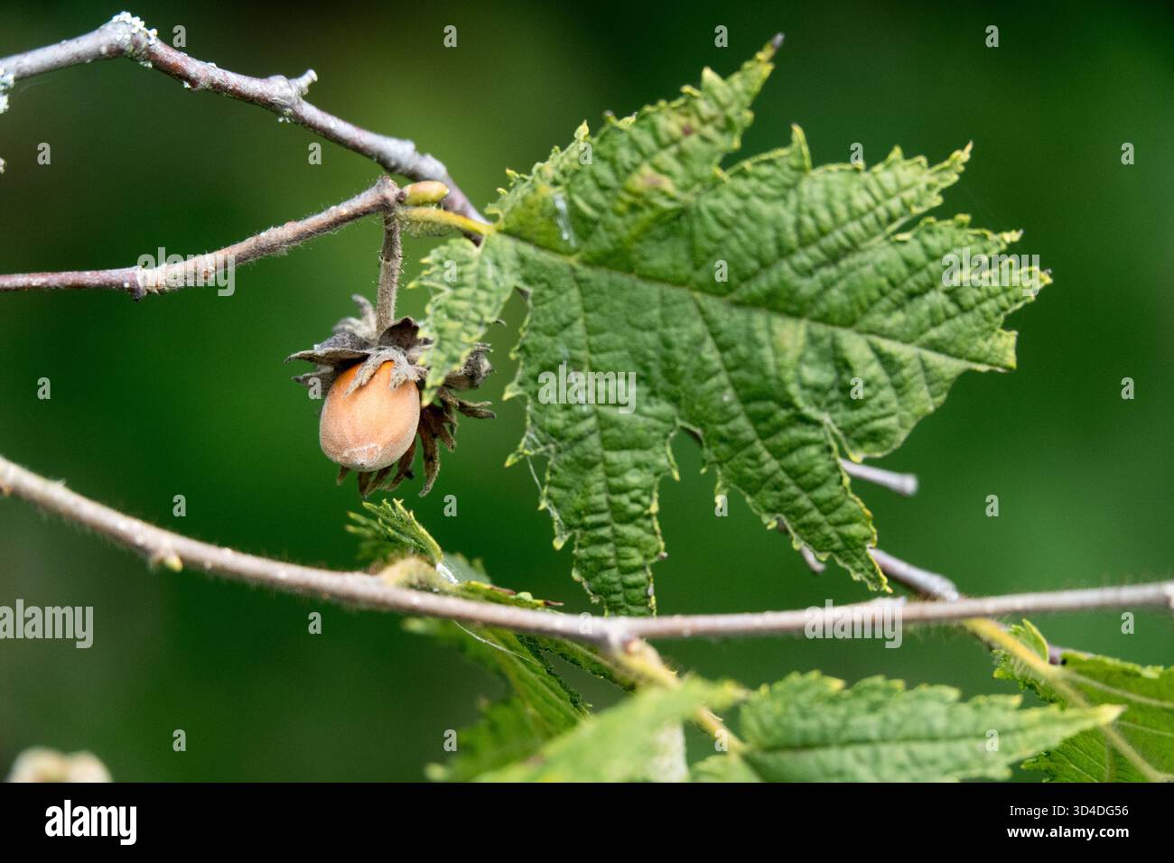 Haselnussbaum, Blätter gelappt bis gegabelt, etwas eichenartig im Aussehen, Corylus avellana 'Heterophylla' Haselnusssamen Pod Haselnussbaum aus nächster Nähe Stockfoto