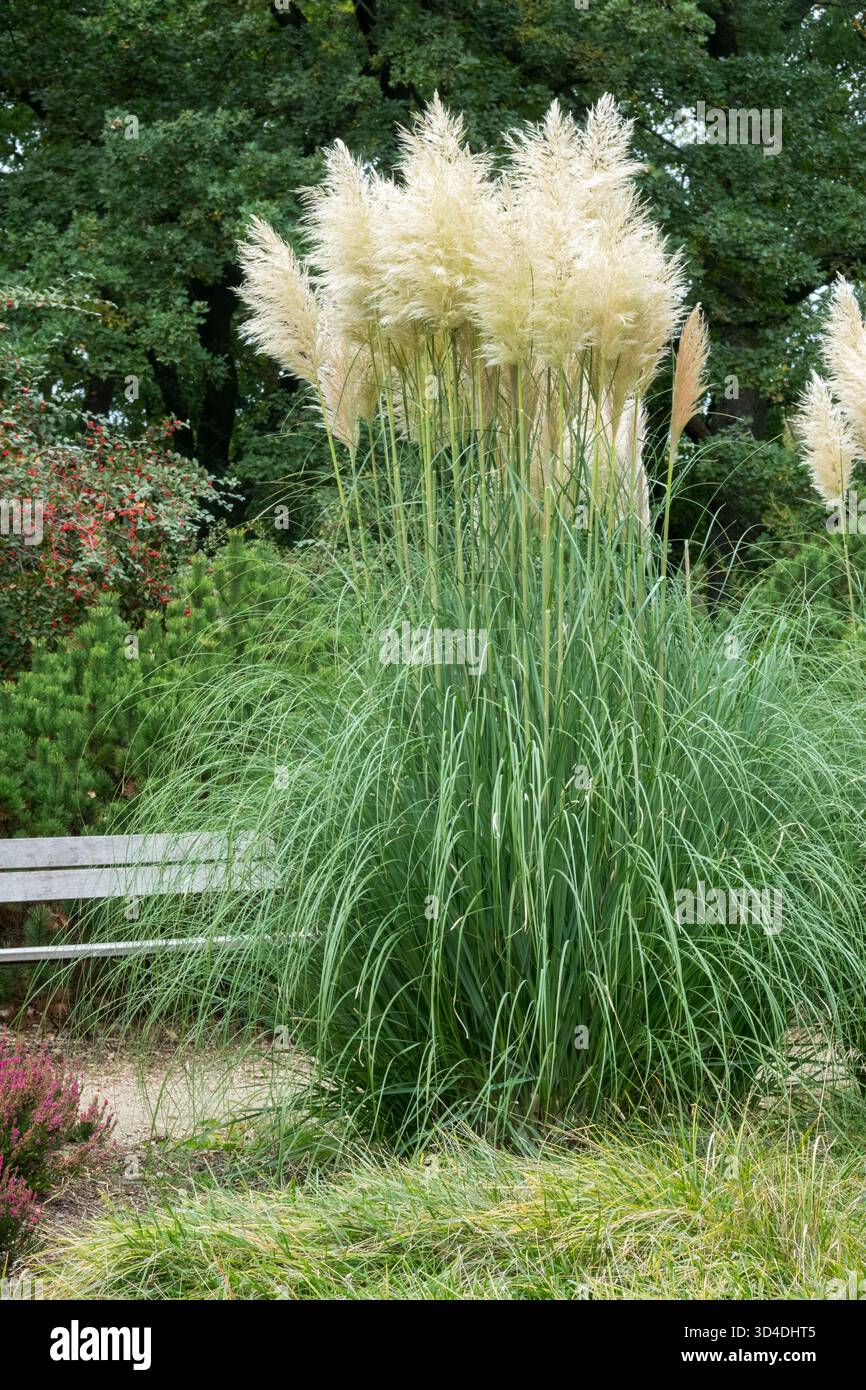 Cortaderia selloana „Sunningdale Silver“ Cortaderia Gartenszene mit Holzbank Stockfoto