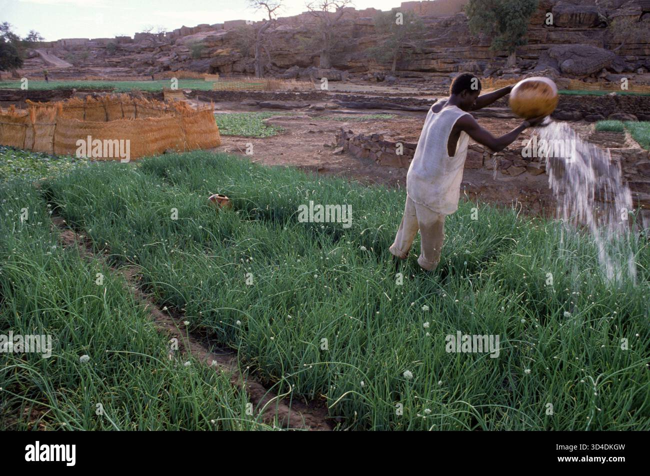 Mali dogon Stammesmann gießt Zwiebelpflanzen im Sangha Village Africa Stockfoto
