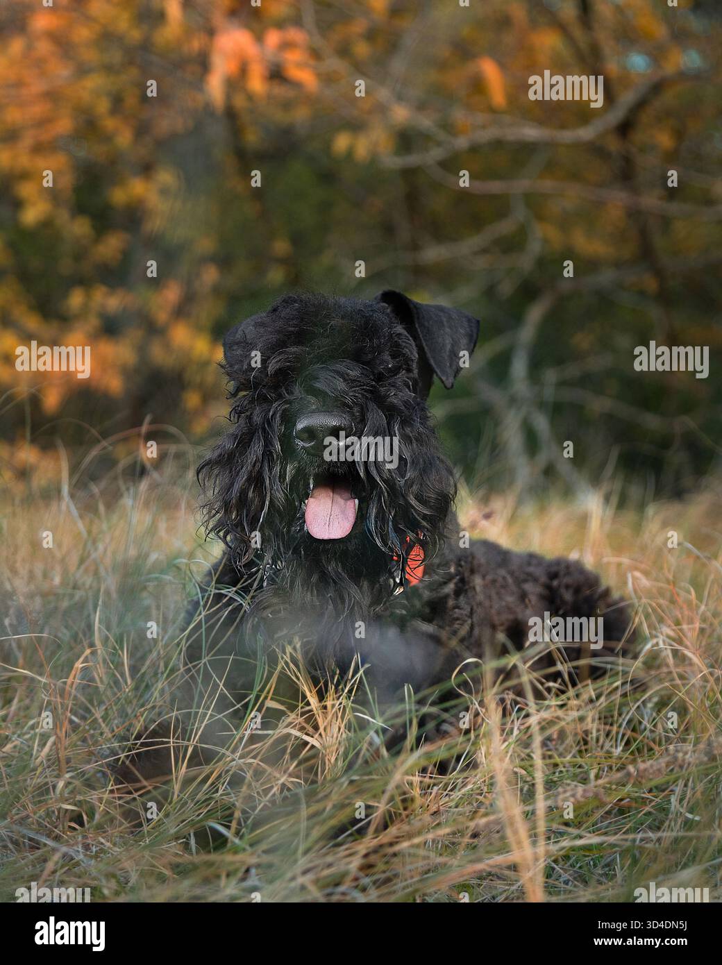 Ein Kerry Blue Terrier im herbstgelben Laub. Ein Terrier in einem Herbstpark. Herbst und ein Kerry Blue Terrier. Ein wunderschöner Hund mit lockigen Haaren. Stockfoto