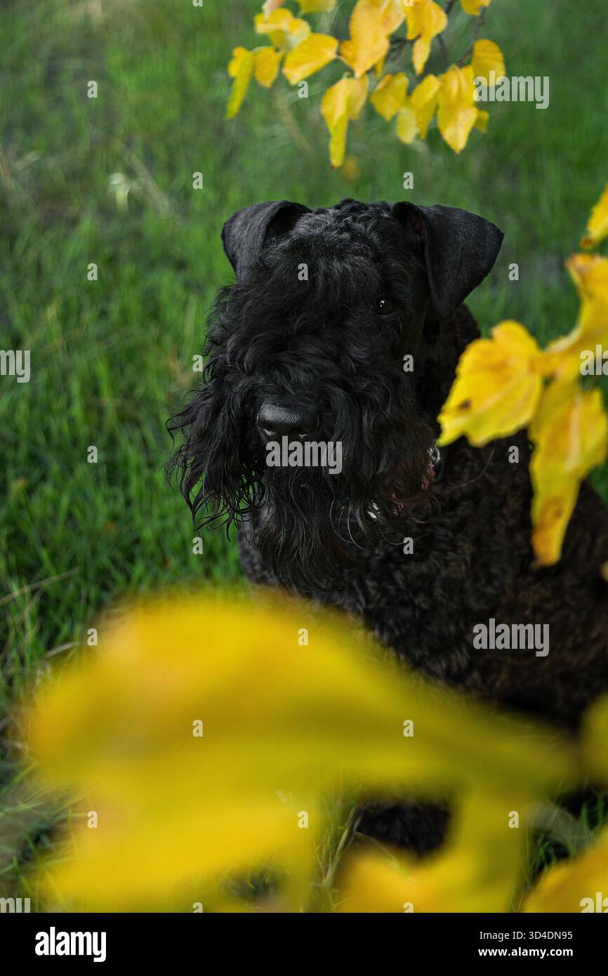 Ein Kerry Blue Terrier im herbstgelben Laub. Ein Terrier in einem Herbstpark. Herbst und ein Kerry Blue Terrier. Ein wunderschöner Hund mit lockigen Haaren. Ein seltenes Terr Stockfoto