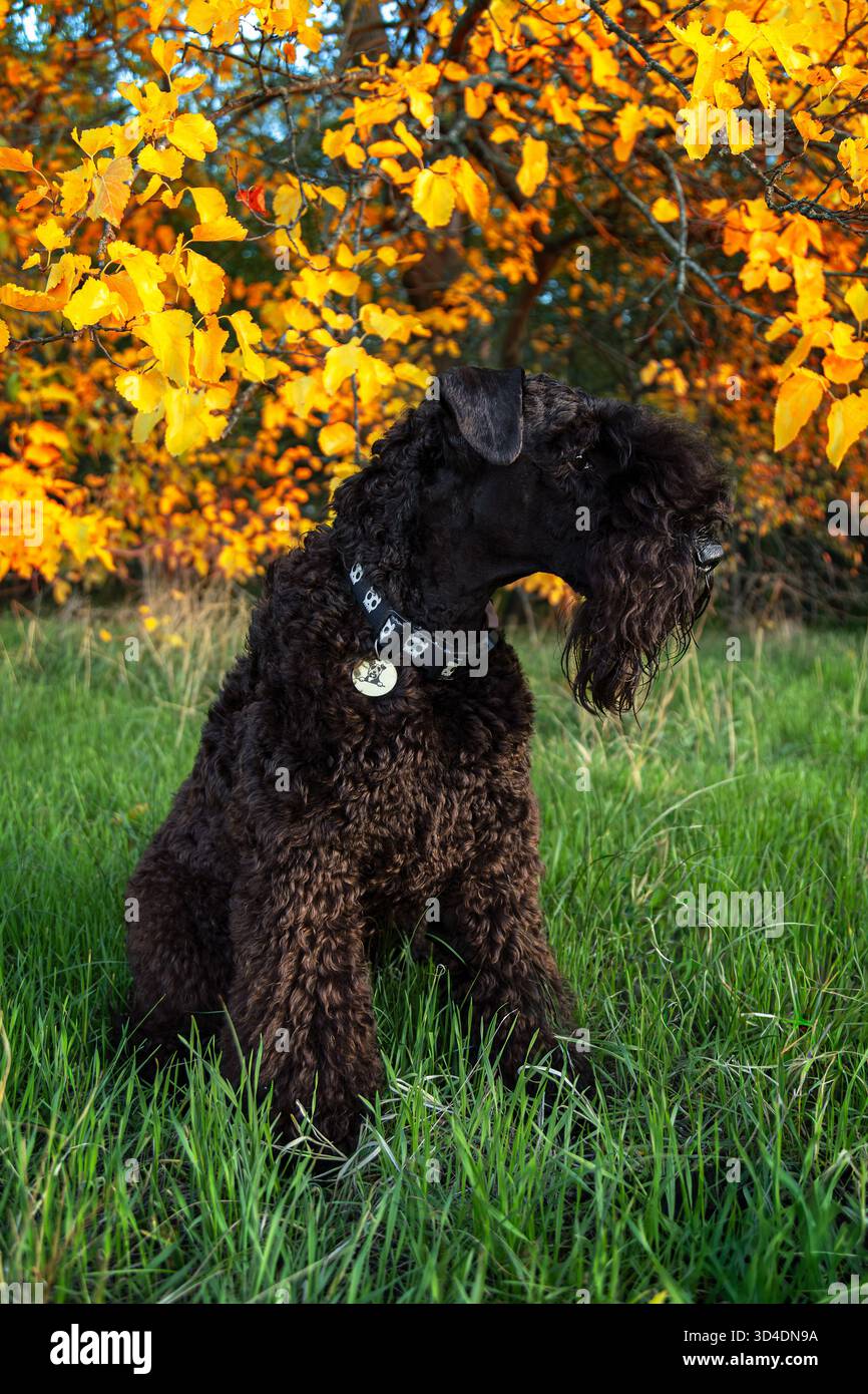 Ein Kerry Blue Terrier im herbstgelben Laub. Ein Terrier in einem Herbstpark. Herbst und ein Kerry Blue Terrier. Ein wunderschöner Hund mit lockigen Haaren. Ein seltenes Terr Stockfoto