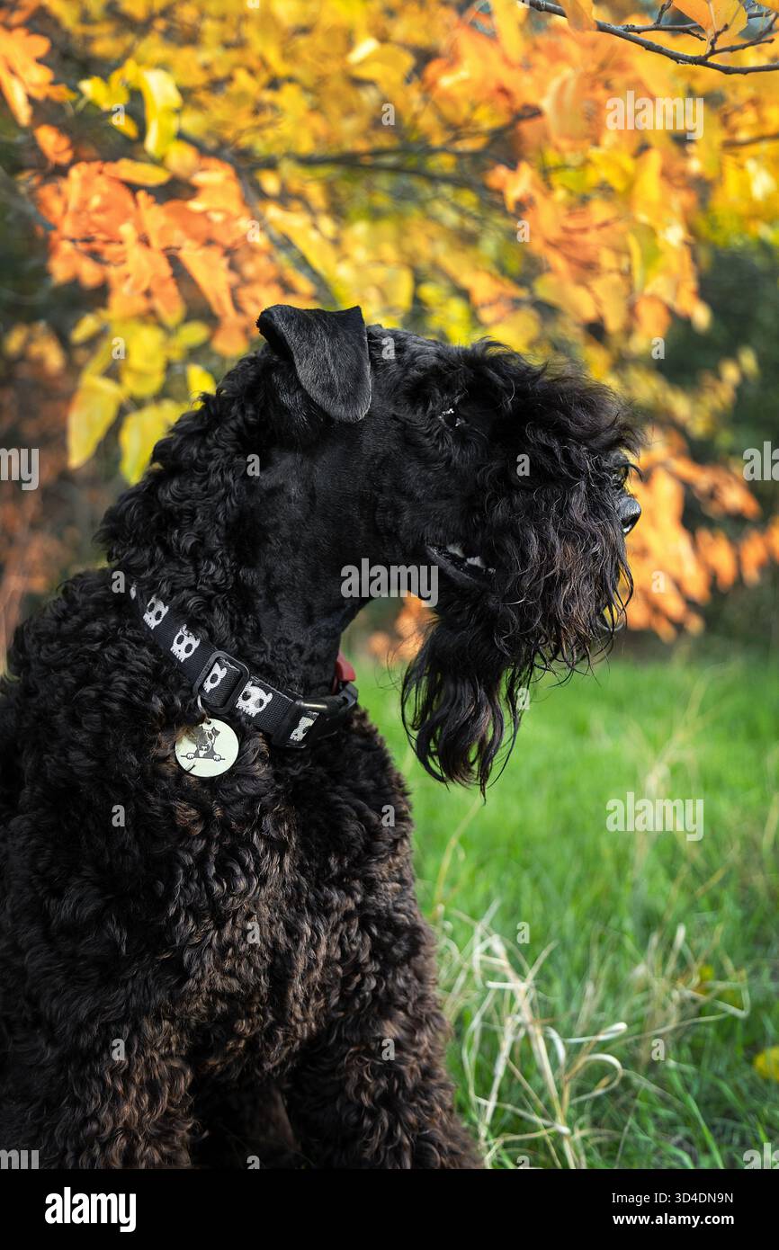 Ein Kerry Blue Terrier im herbstgelben Laub. Ein Terrier in einem Herbstpark. Herbst und ein Kerry Blue Terrier. Ein wunderschöner Hund mit lockigen Haaren. Stockfoto