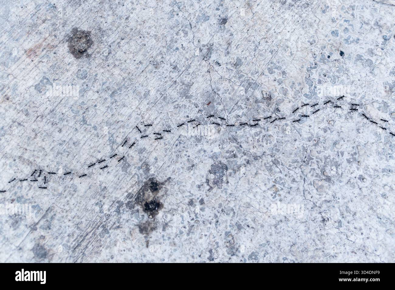 Ein Blick von oben auf schwarze Ameisen, die in einer langen, geschwungenen Linie über eine raue, graue Betonoberfläche laufen. Ein Konzept von Teamarbeit, Ordnung oder Schädlingen. Stockfoto