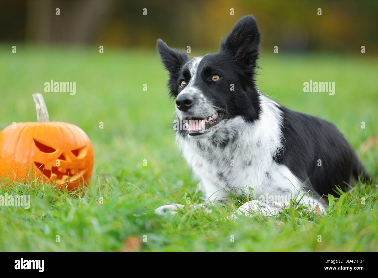 Niedlicher Border Collie Hund und Jack-o-Laterne Kürbis im Herbst Park Stockfoto