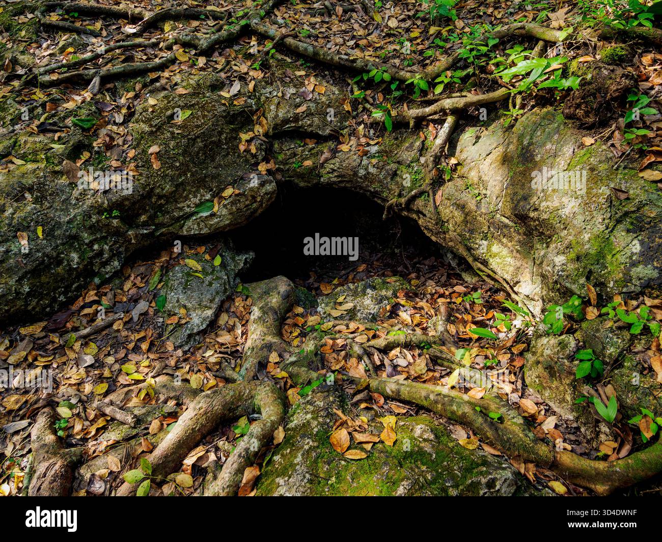 El Respiradero, Archäologische Stätte Uaxactun, Abteilung Peten, Guatemala Stockfoto