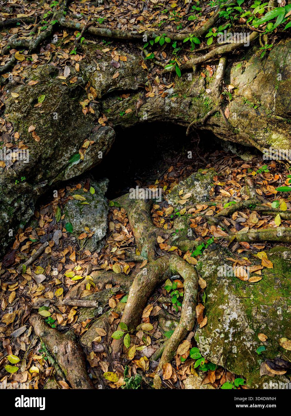 El Respiradero, Archäologische Stätte Uaxactun, Abteilung Peten, Guatemala Stockfoto