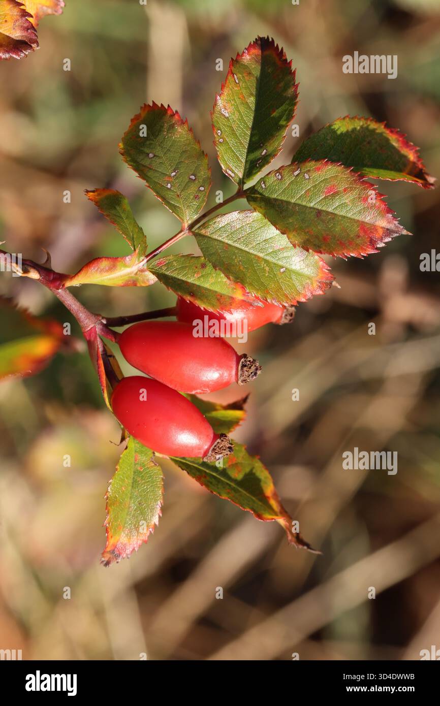 Rote Rose Hüfte mit einem Blatt in der Sonne. Rosa Canina Stockfoto