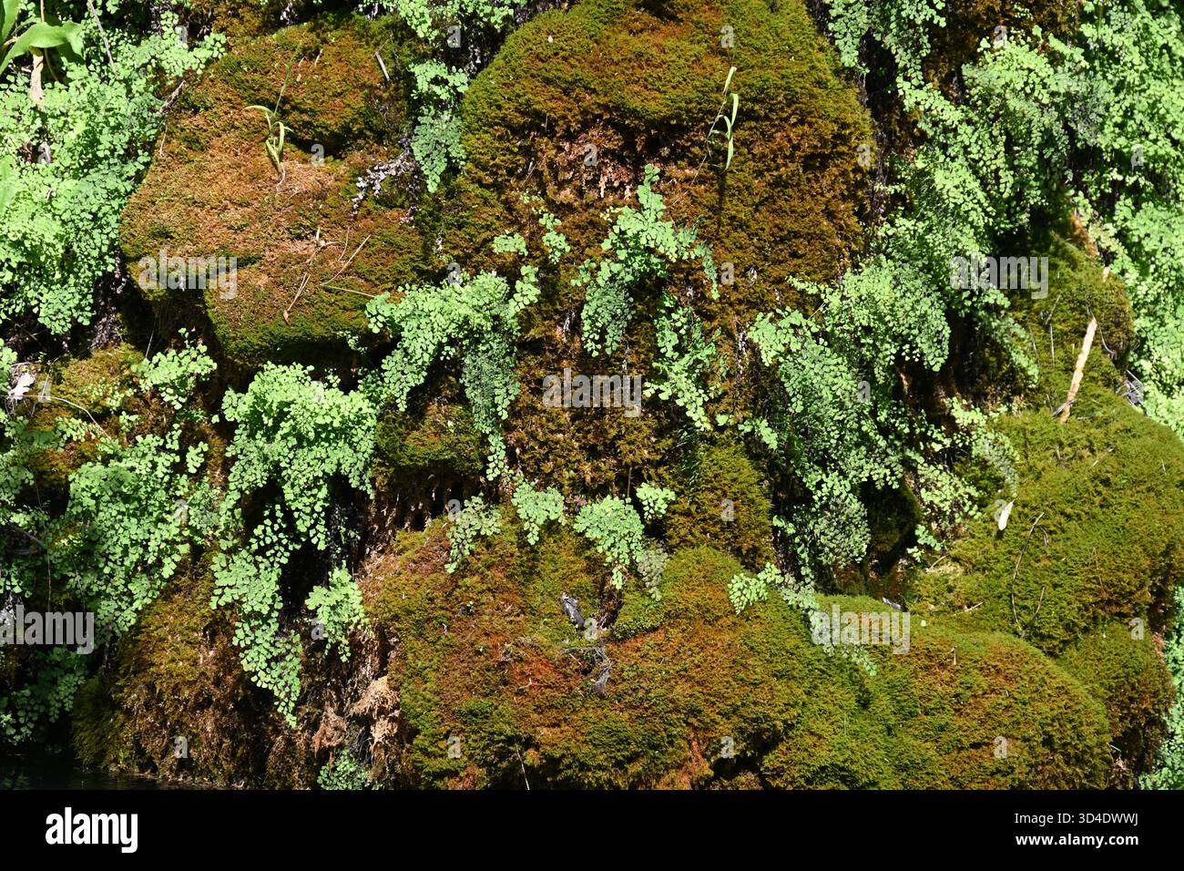 euphorbia kaktus Euphorbia erytrea (Wolfsmilchkaktus) kaufen