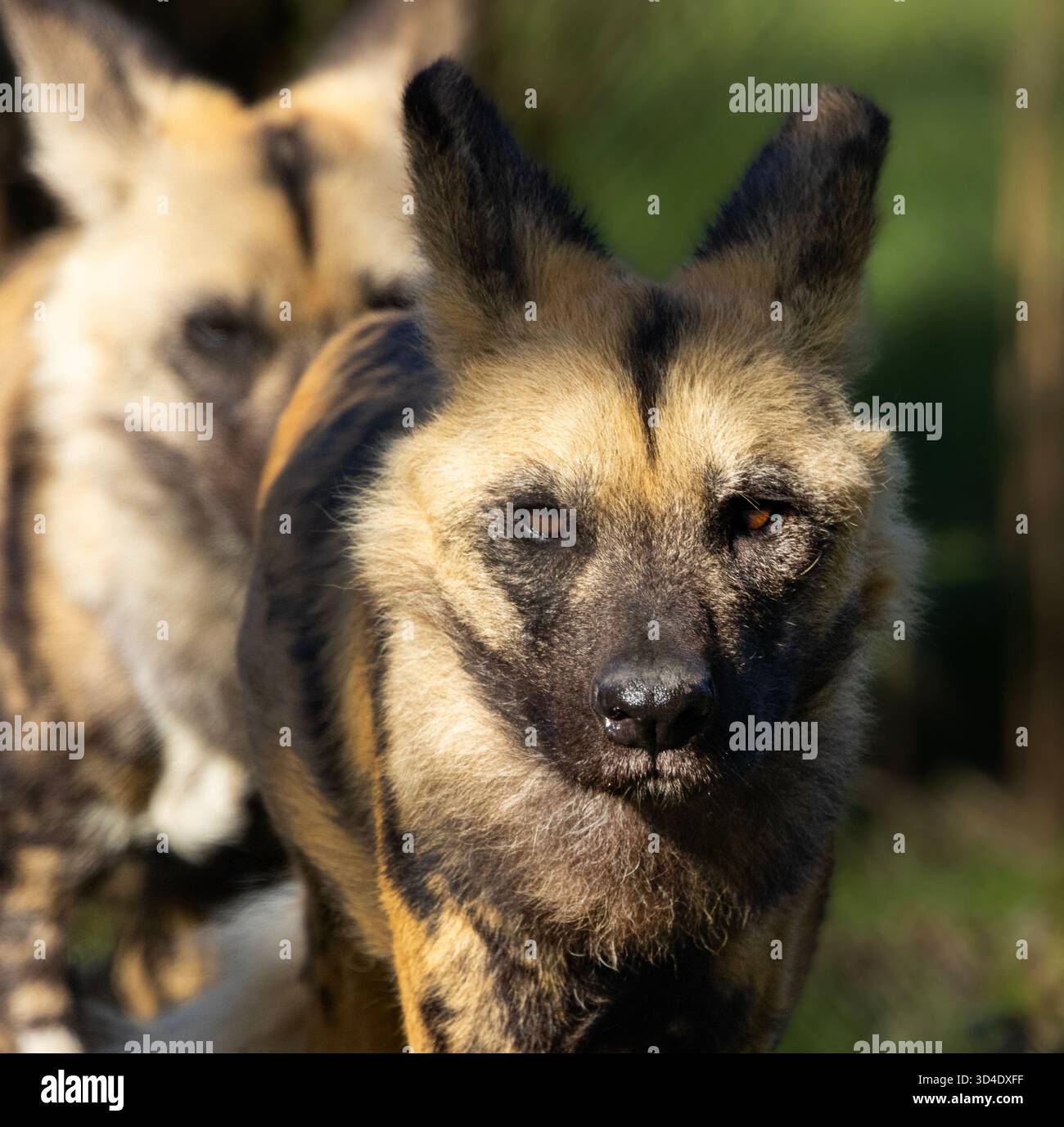 Der Cape Hunting Dog ist eines der am stärksten bedrohten und gefährdeten Mitglieder der Hundsfamilie. Sie leben in zusammenhängenden Päckchen, die sich gegenseitig kümmern Stockfoto