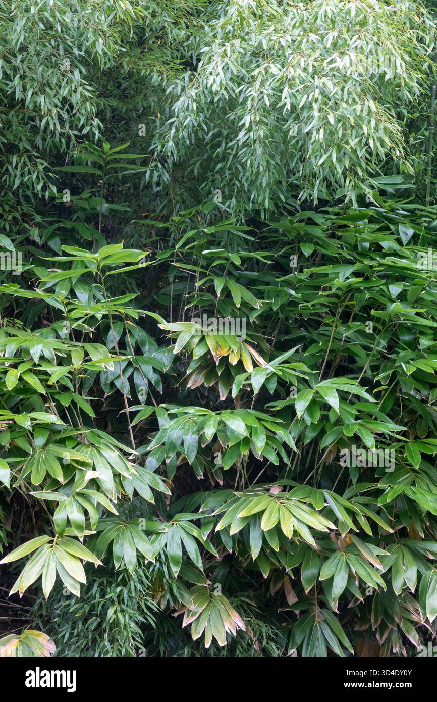 wie schnell wächst bambus jumbo Bambus Jumbo (Fargesia murieliae 'Jumbo') | 100-125 cm im Topf