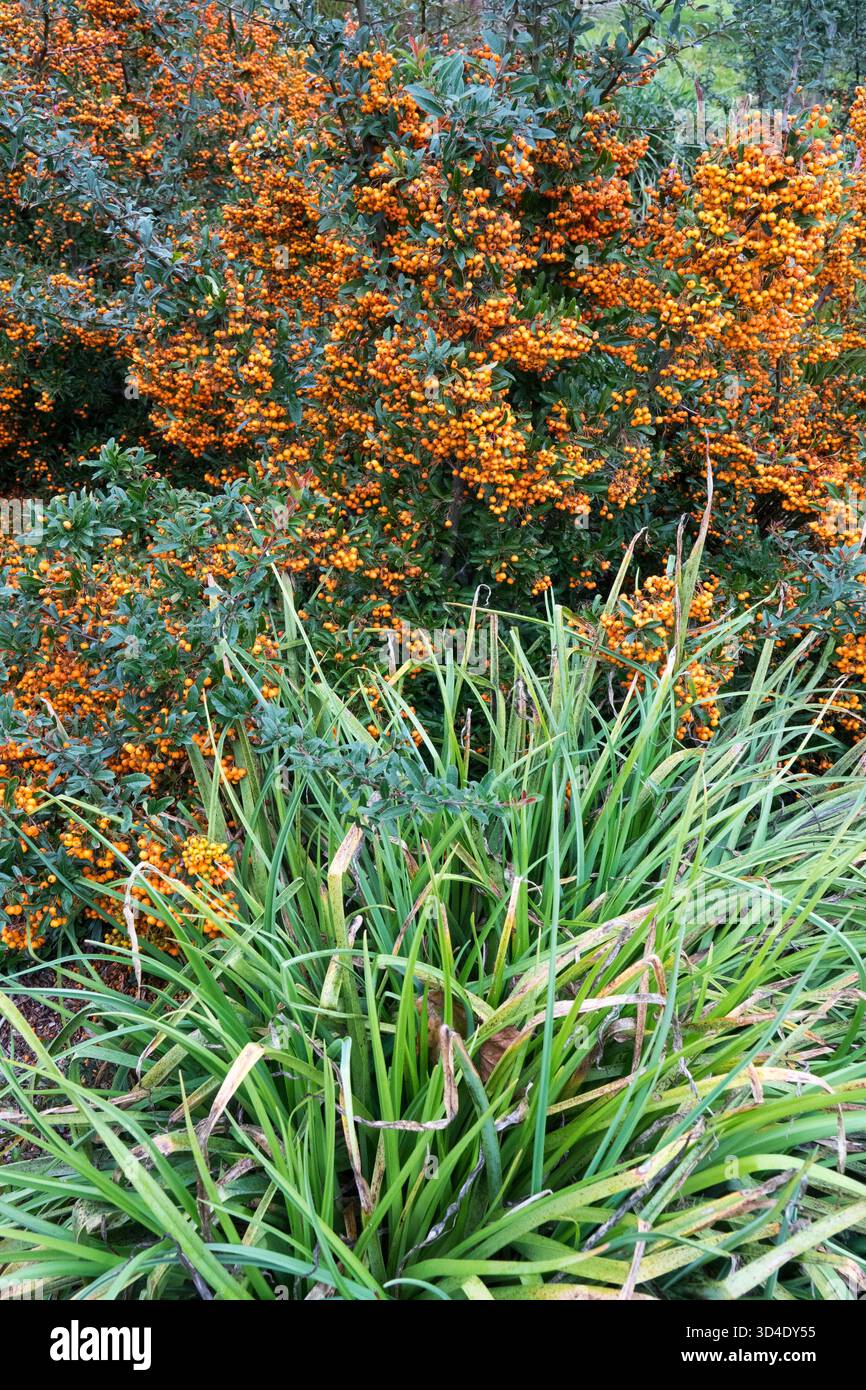Pyracantha coccinea, Feuerdorn, drehender Herbst wechselte Farbänderung, lebendige Farbe Orange Farbe Orange Farben, Gartenfarben, Früchte Stockfoto
