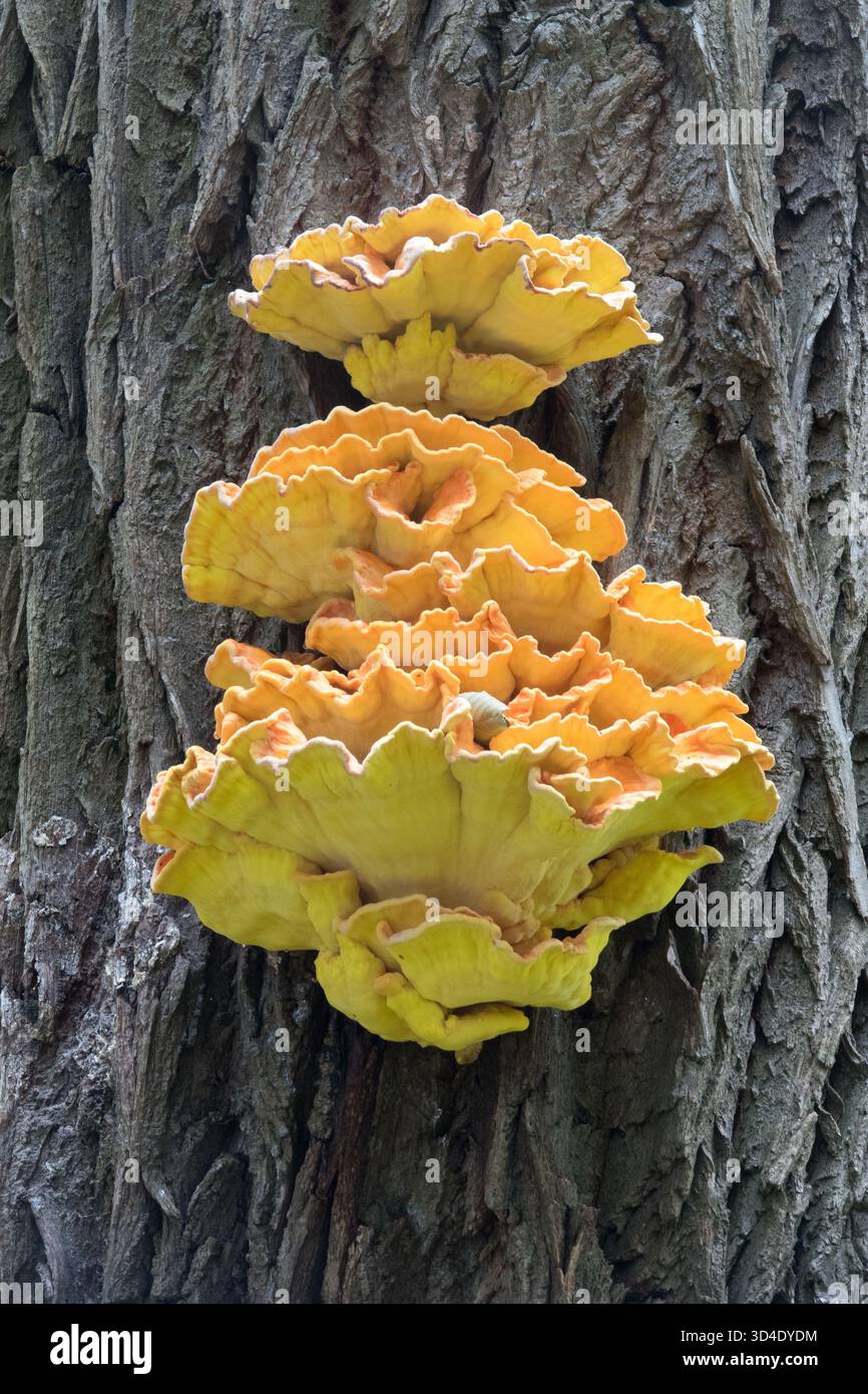 Waldpilz-Hühner wachsen auf einem Baumstamm Stockfoto