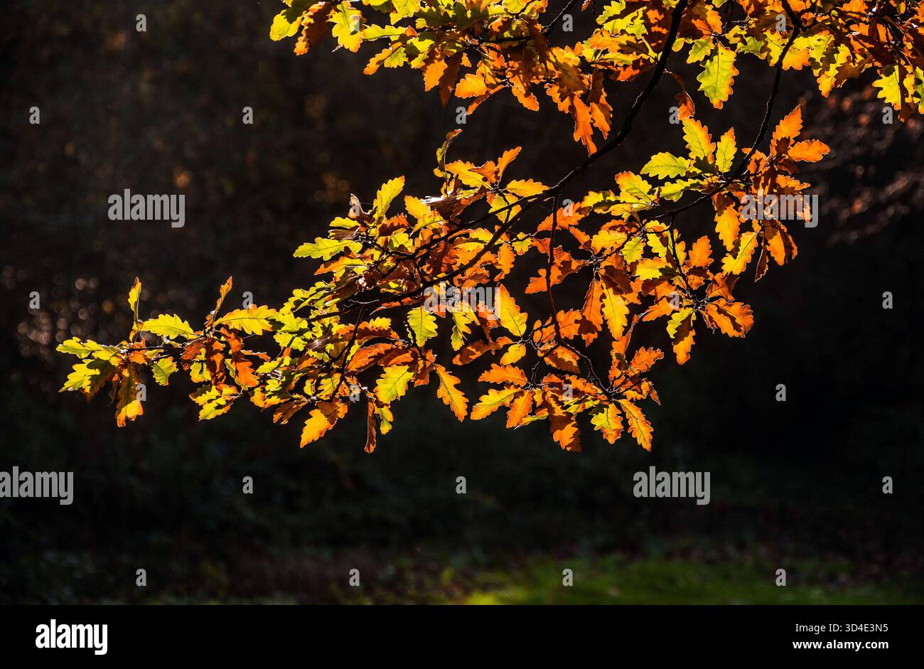 Eichenblätter werden im Herbst hinterleuchtet. Stockfoto