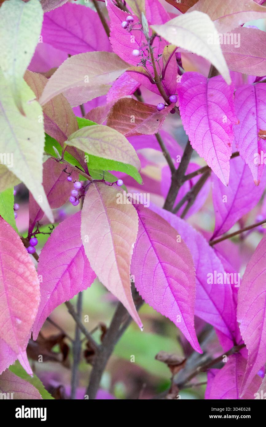 Callicarpa kwangtungensis, China Beautyberry, Vivid Color Violet Colour Magenta Colors Garden Colours Stockfoto