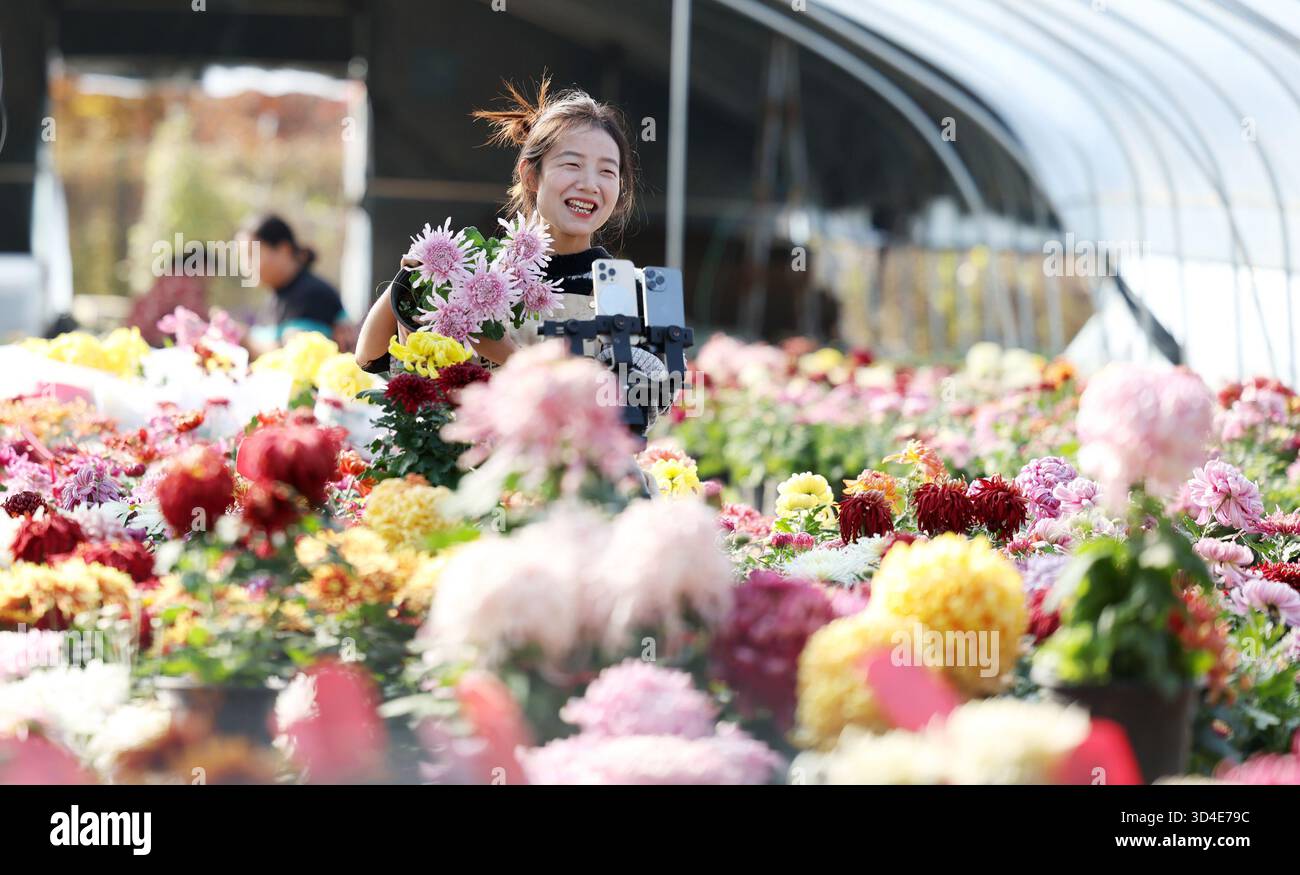 Peking, Chinas Provinz Shandong. November 2025. Ein Mitarbeiter fördert Chrysanthemen per Live-Streaming in Tancheng County, ostchinesischer Provinz Shandong, 10. November 2025. E-Commerce- und Logistikunternehmen in ganz China sind im Vorfeld des jährlichen „Double Eleven“-Einkaufsfestivals, das am 11. November stattfindet, mit dem Verkauf, der Verpackung und der Lieferung von Waren beschäftigt. Quelle: Zhang Chunlei/Xinhua/Alamy Live News Stockfoto
