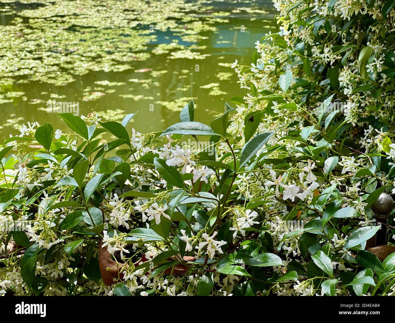 Weiße Sternjasminblüten und grüne Blätter im Vordergrund von einem Teich gefüllt mit Lilienpads und noch grünem Wasser, das das Sonnenlicht reflektiert, Buenos Aires, - Smartphone-aufgenommenes Stockfoto