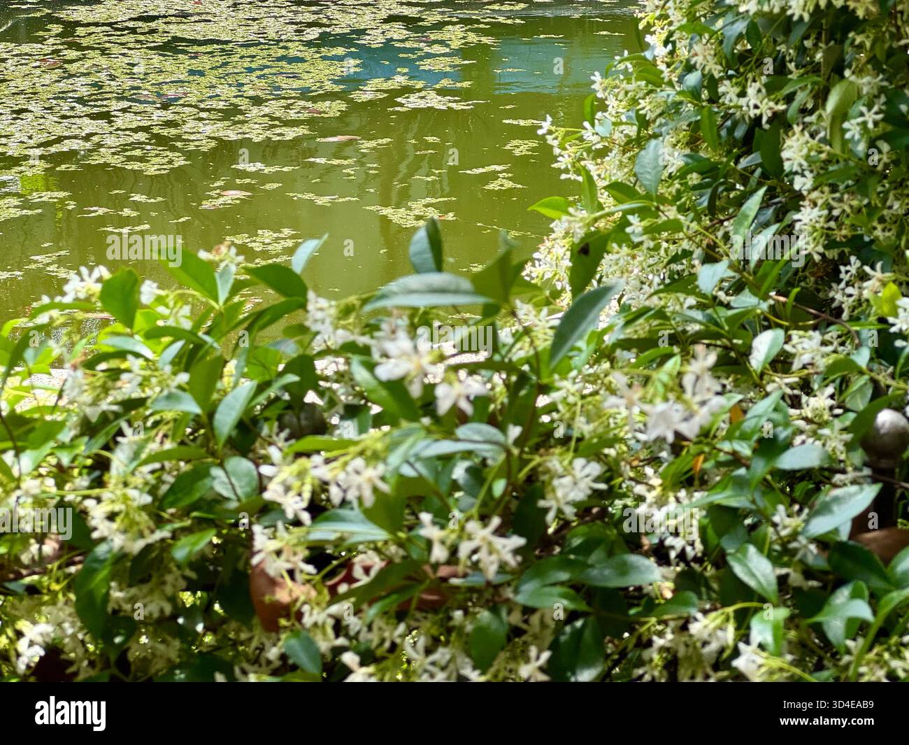 Weiße Sternjasminblüten und glänzend grüne Blätter wachsen am Rand eines Teichs mit Lilienpads und noch grünem Wasser in Buenos Aires, Argentin - Smartphone-aufgenommenes Stockfoto