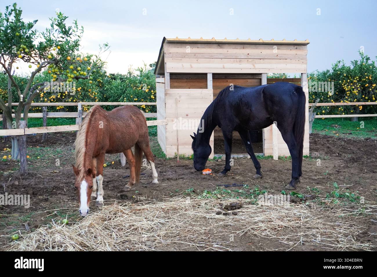 Pferde ruhen sich friedlich aus und essen abends auf dem Bauernhof. Auf dem Land in Italien. Herbst. Tierfarm. Tiertherapie. Stockfoto