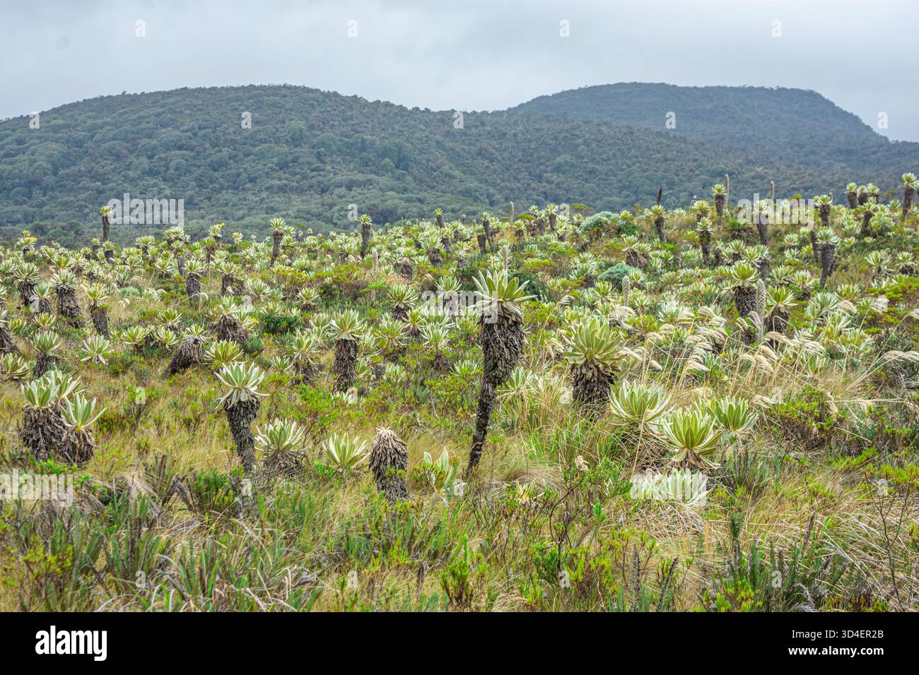 Eine üppige Landschaft mit Frailejones in der Region Puracé, Cauca, Kolumbien, die die einzigartige Artenvielfalt und natürliche Schönheit der Gegend zeigt. Stockfoto