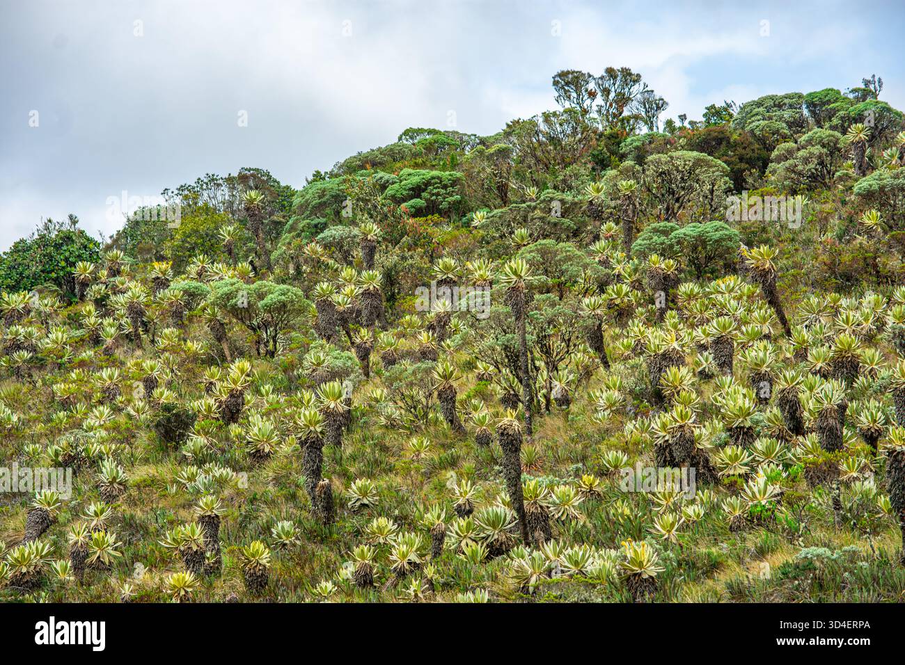 Malerische Aussicht auf üppige Frailejones in Purace, Cauca, die die einzigartige Artenvielfalt der hochgelegenen Ökosysteme Kolumbiens zeigt. Stockfoto