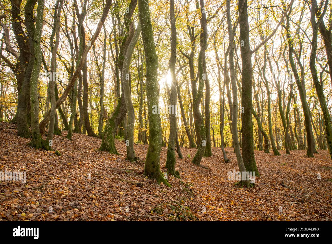 Kurvige Märchenbäume im Wald im Herbst mit Blättern auf dem Boden ein Wanderweg, Herbsthintergrund Stockfoto