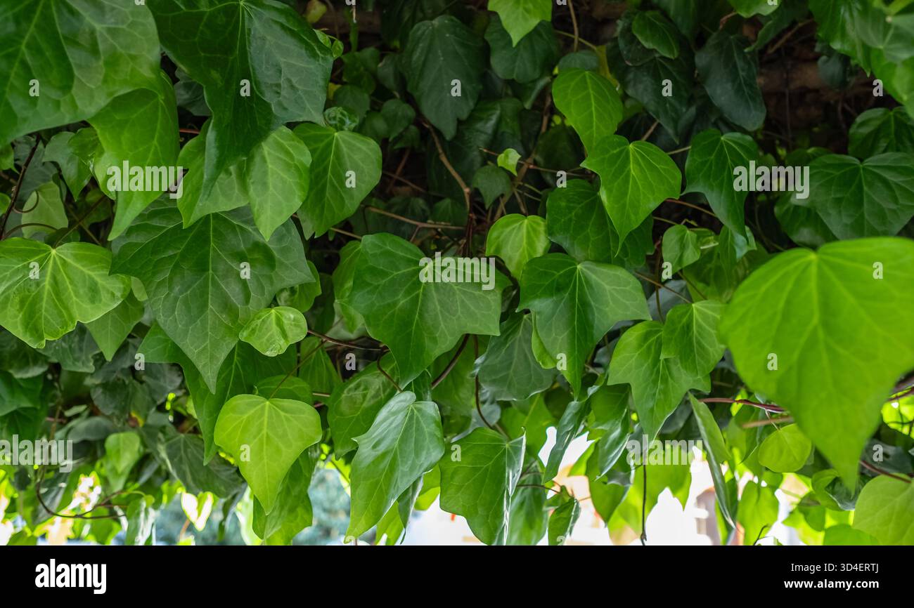 Nahaufnahme grüner Efeu Hedera Helix. Ursprüngliche Textur von natürlichem Grün. Grüner Hintergrund von eleganten, vielfarbigen Blättern mit englischen, elfenbgrünen Blättern, He Stockfoto