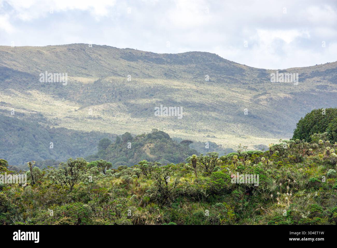 Malerischer Blick auf die Berge und Frailejones in Purace, Cauca, Kolumbien, zeigt die einzigartige Artenvielfalt und natürliche Schönheit der Region. Stockfoto