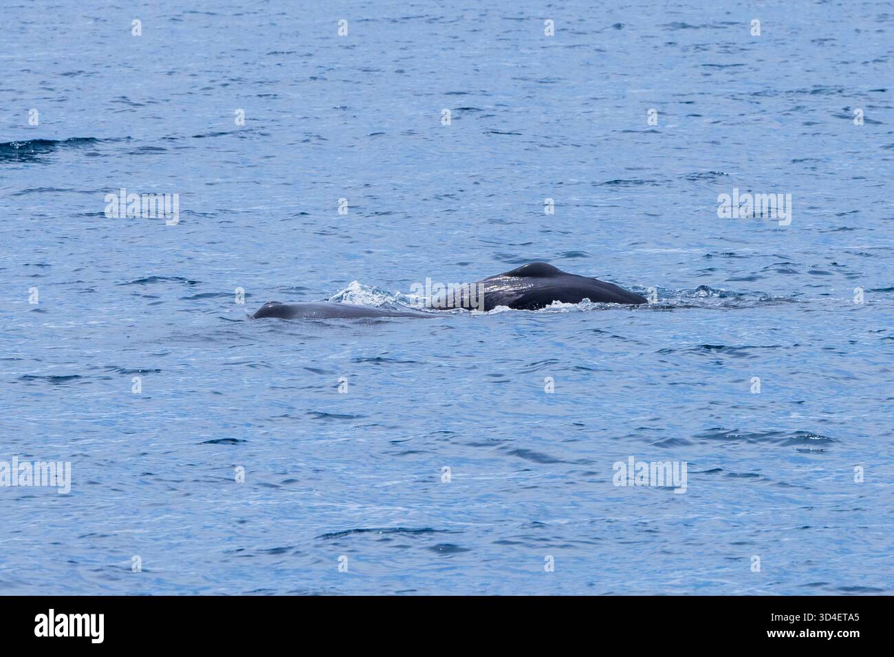 Spermawale (Physeter macrocephalus) füttern und säugen ihre Kälber, wobei ein Weibchen als Babysitter fungiert Stockfoto