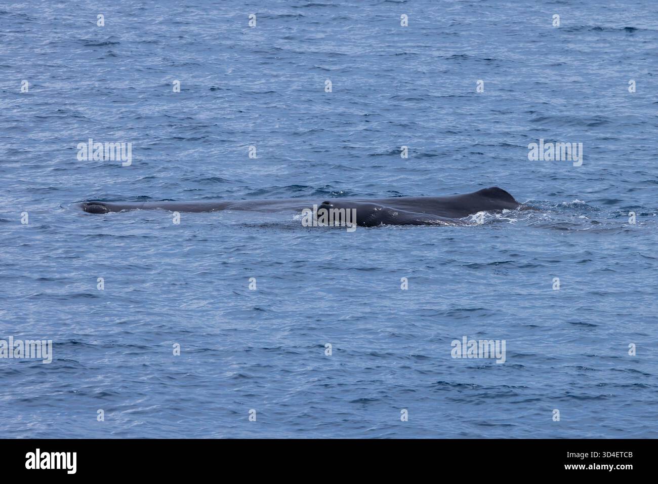 Spermawale (Physeter macrocephalus) füttern und säugen ihre Kälber, wobei ein Weibchen als Babysitter fungiert Stockfoto