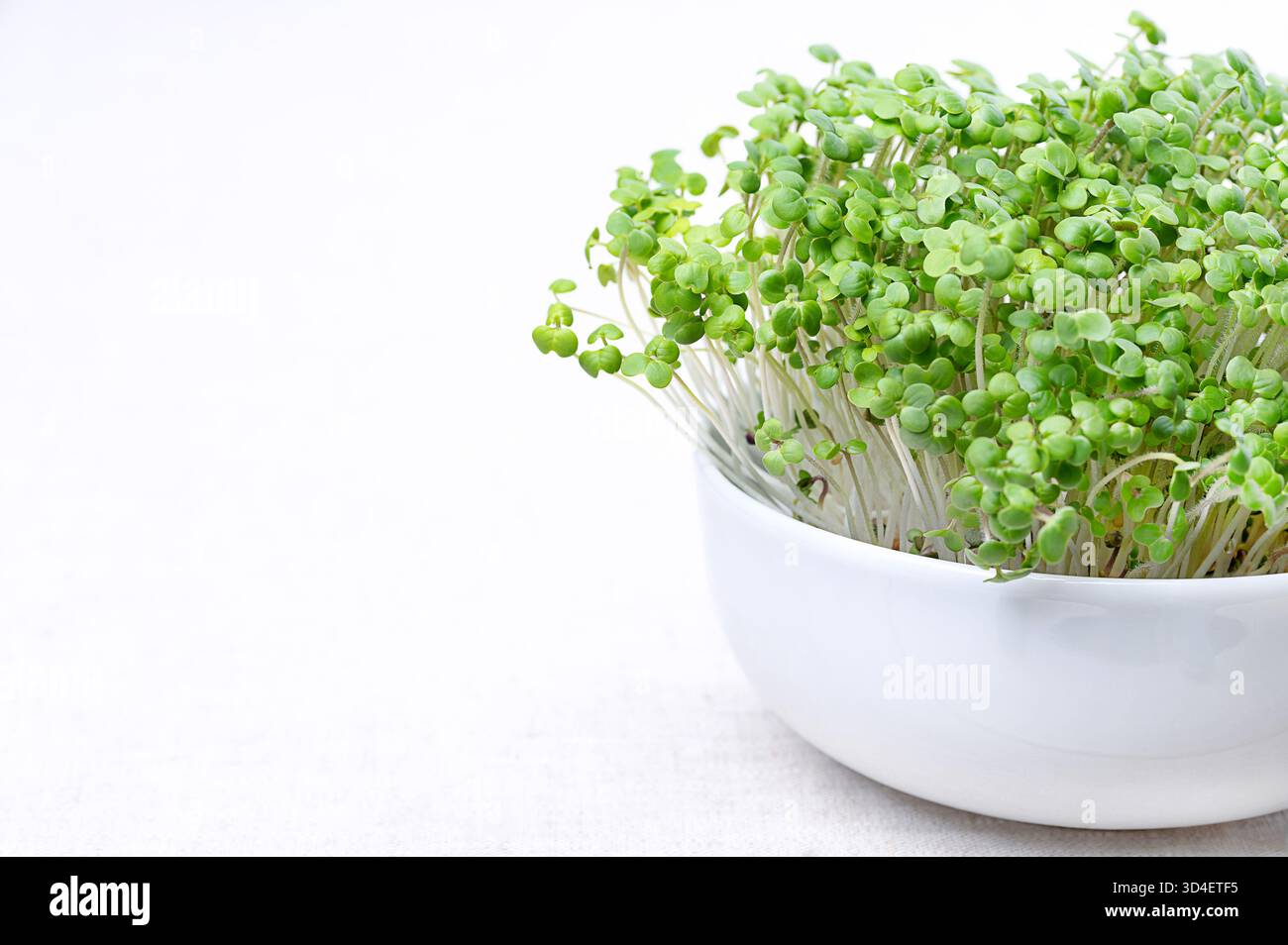 Senfmikrogrün, frische Sprossen von weißem Senf, in einer weißen Schüssel, auf Leinen. Setzlinge und Triebe von Sinapis alba, auch bekannt als Gelbsenf. Stockfoto