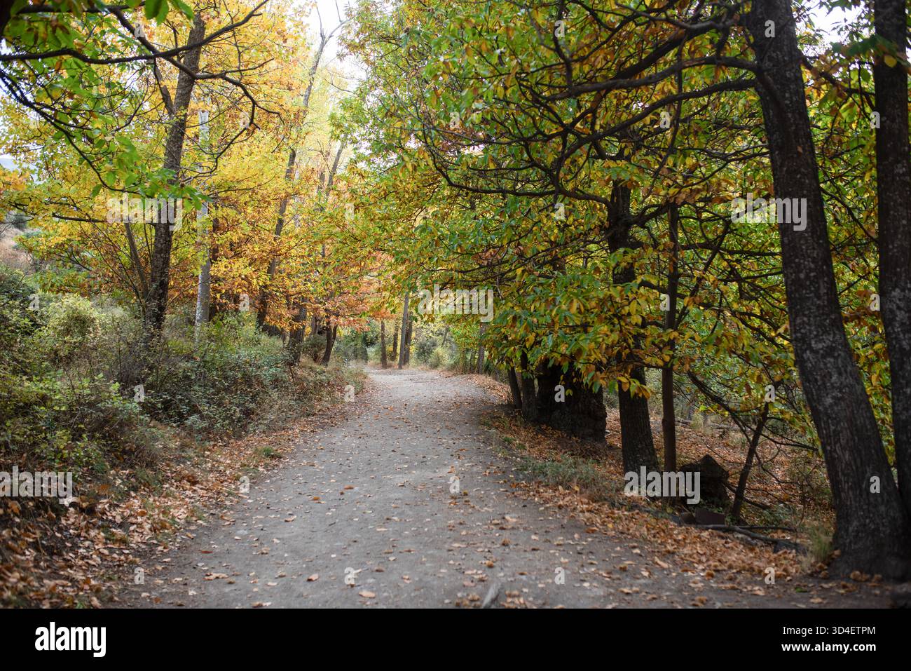 Der Herbstpfad bietet lebhaftes Laub und gefallene Blätter, die eine ruhige Atmosphäre schaffen Stockfoto