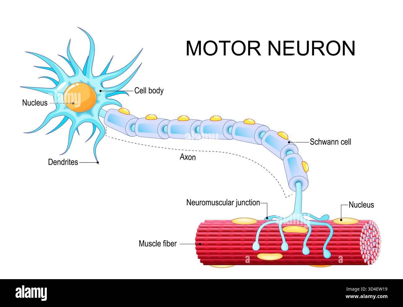 Die Anatomie der Motoneuronen. Der neurale Impuls von der Nervenzelle zur Muskelfaser. Vektorabbildung Stock Vektor