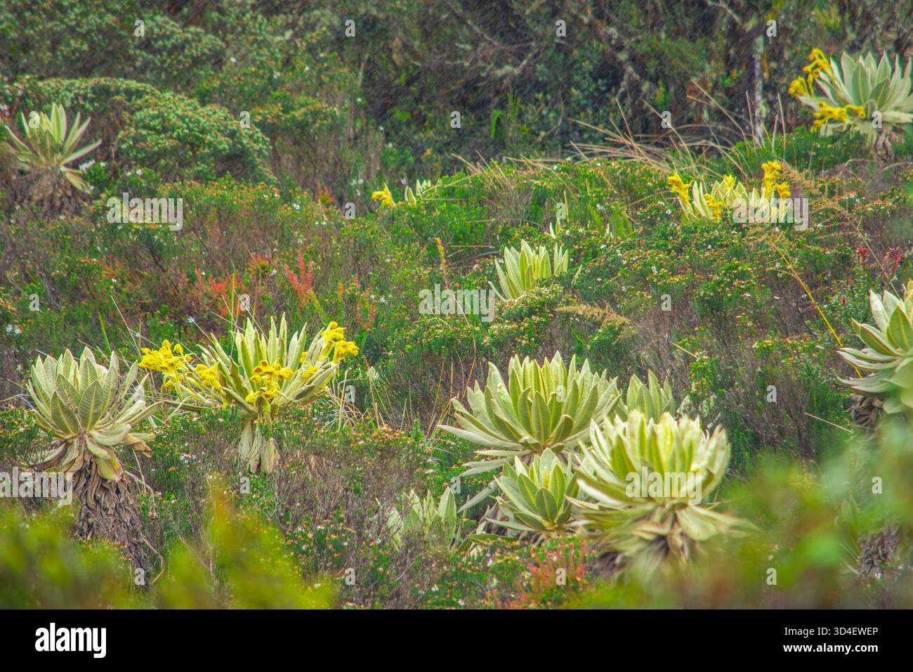 Eine üppige Landschaft mit Frailejones, die inmitten einer lebendigen einheimischen Flora in Purace, Cauca, Kolumbien, blühen. Stockfoto