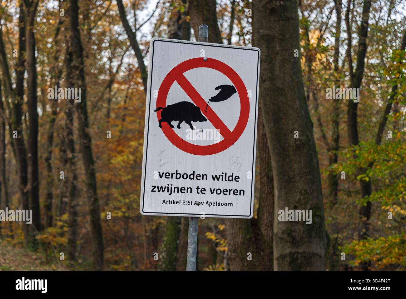 Nahaufnahme eines Verbotsschildes in den Niederlanden: „Verbod wild zwijnen te voeren“ (Wildschweine nicht füttern) in einer Waldlandschaft im Herbst. Stockfoto