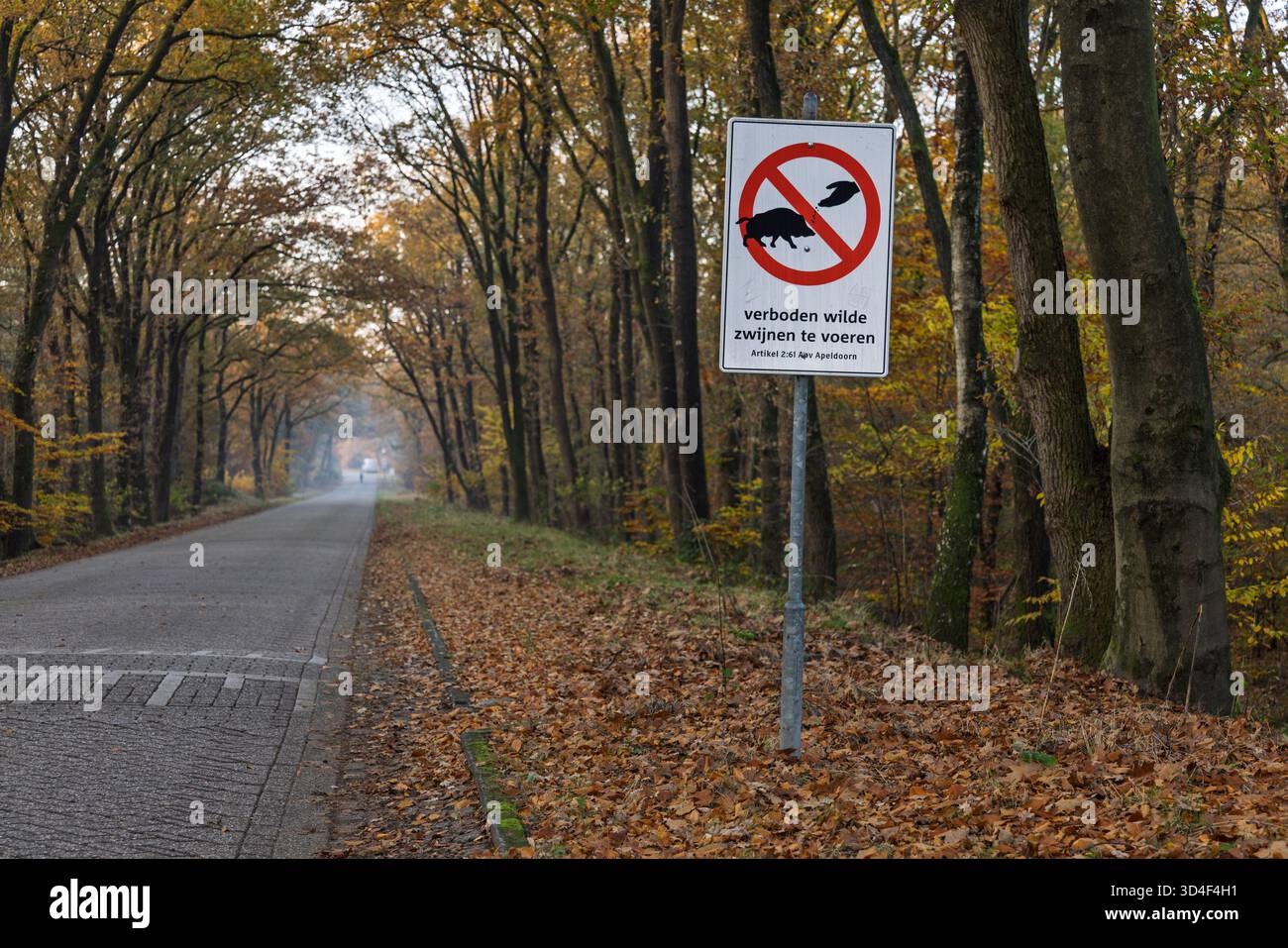 Das Schild „Wildschweine nicht füttern“ steht neben einer ruhigen, von Bäumen gesäumten Straße in einem niederländischen Wald, umgeben von Herbstlaub auf dem Boden. Stockfoto