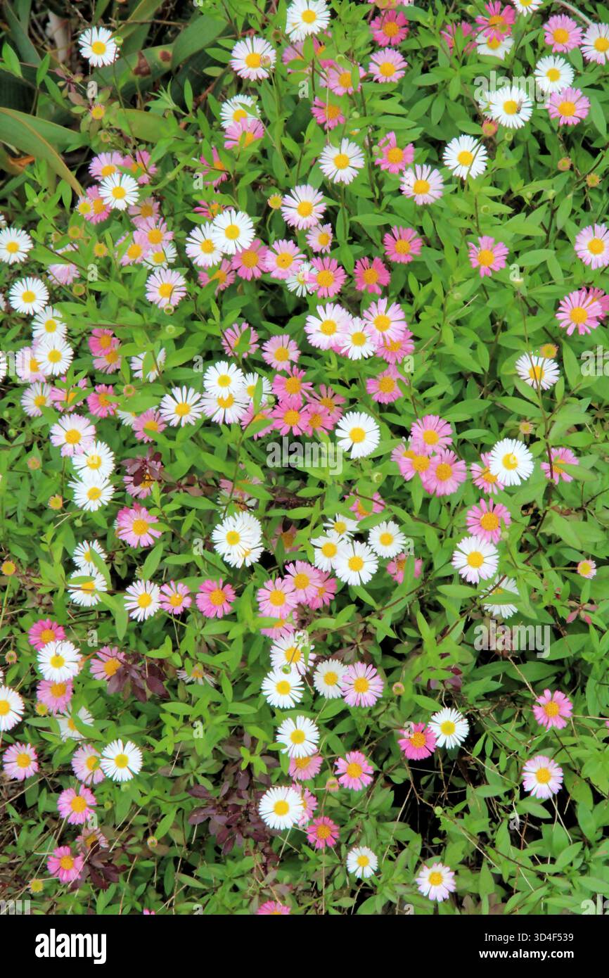 Nahaufnahme von Blumen und Blättern der Küstenmarie (Erigeron karvinskianus), Südaustralien Stockfoto