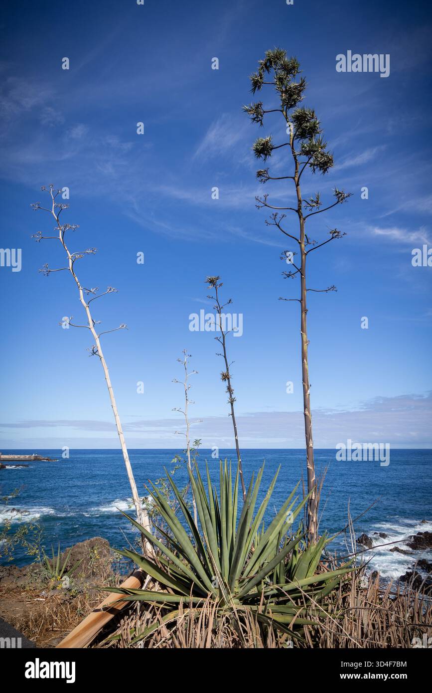 Spanien, Kanarische Inseln, Teneriffa, Agave attenuata aka Foxtail Agave  oder Schwanenhals im ffentlichen Park in Puerto de la Cruz Stockfotografie  - Alamy