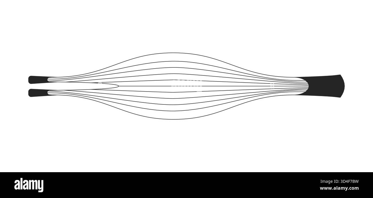 Menschlicher Muskel in entspannter Verengungszustandsumrissdarstellung Stock Vektor