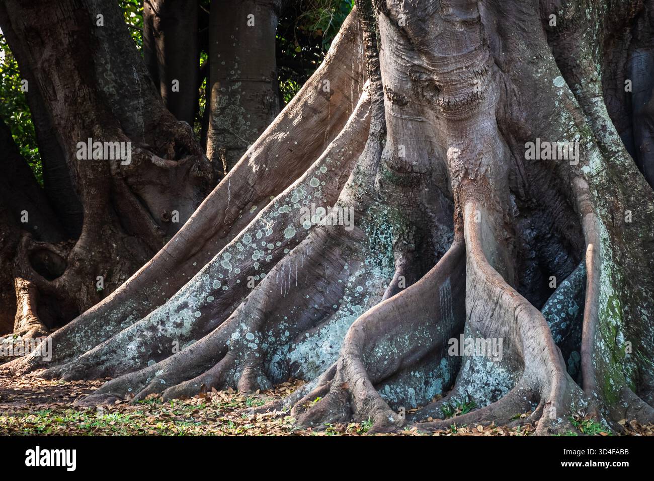 Schöner Feigenbaum mit schön geformten Wurzelsystemen Stockfoto